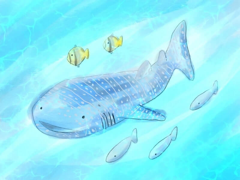 ジンベイザメの海｜Procreate