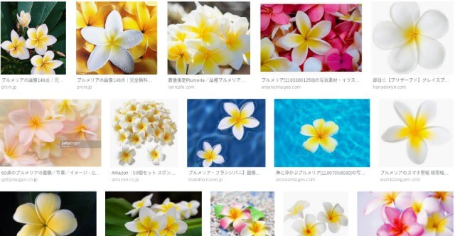 プルメリアの花｜Google画像検索より引用