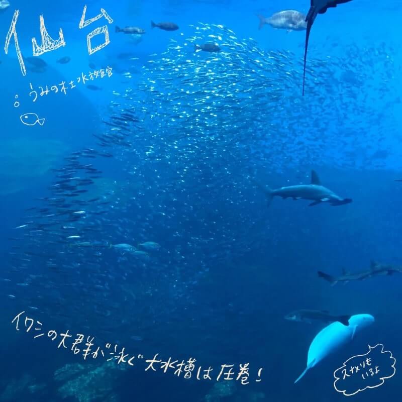 仙台うみの杜水族館｜フォトレコ｜Procreate